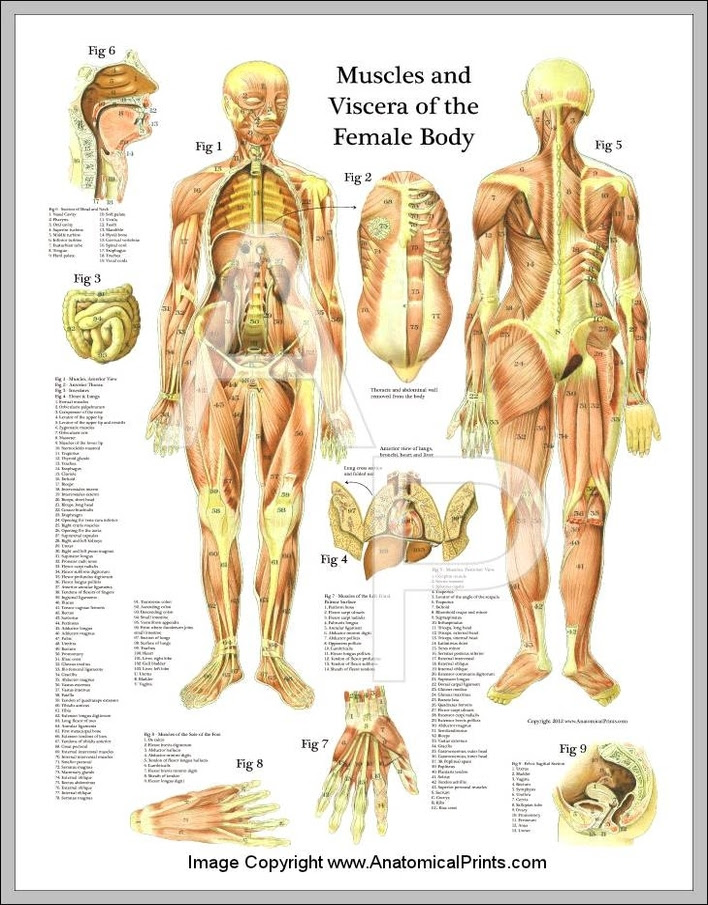 This is where we will focus on drawing the anatomy, talking about the terminology. Female Muscle Anatomy Chart Anatomy System Human Body Anatomy Diagram And Chart Images
