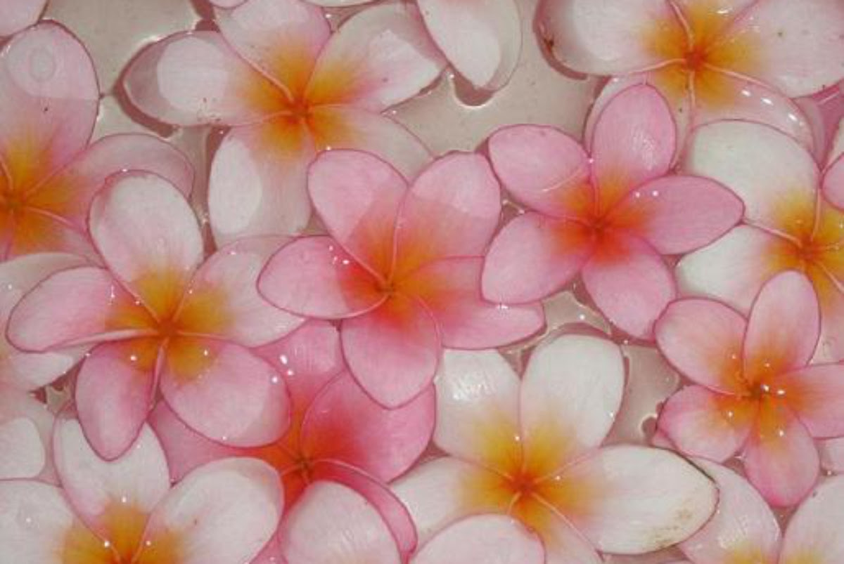 ラブリーハワイ プルメリア 壁紙 最高の花の画像