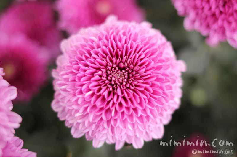 最新花 言葉 菊 美しい花の画像