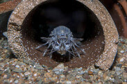 mantis-shrimp-Woods-Hole-Aquarium-NEFSC