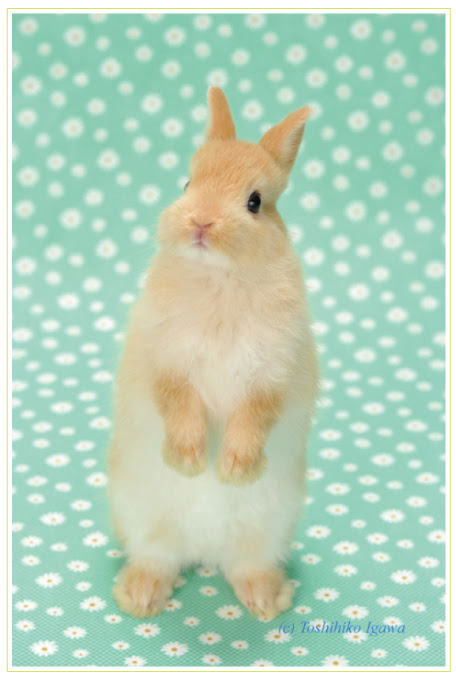 新鮮なうさぎ フリー 写真 すべてのイラスト画像