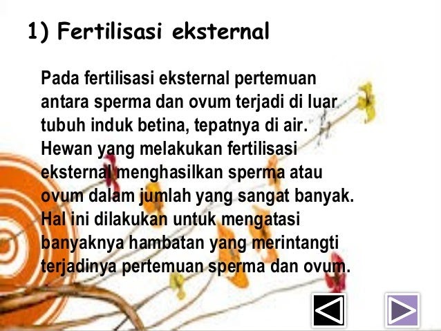 55 Contoh Hewan Fertilisasi  Eksternal  Dan Internal 