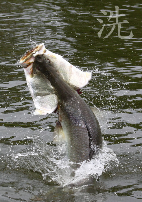 元のシーバス エラ洗い すべての魚の画像