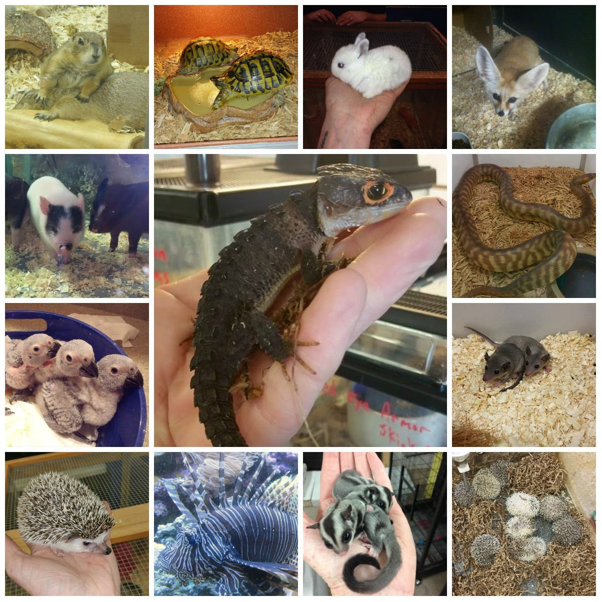 Petflow® accessories, food, tank supplies & more for reptiles. Reptile Pet Shops Near Me Online Shopping