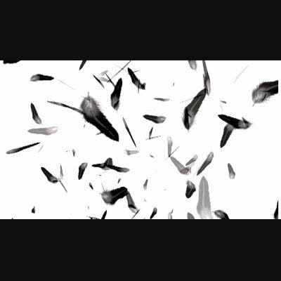 50 舞う 羽 素材 フリー 透過 Apixtursaebtvlh