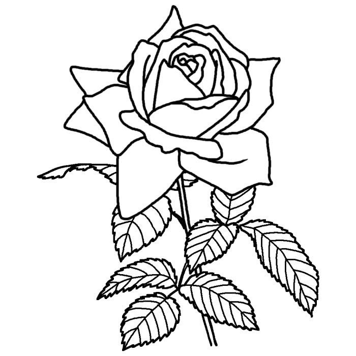かっこいい 白黒 薔薇 イラスト 最高の画像壁紙日本aad