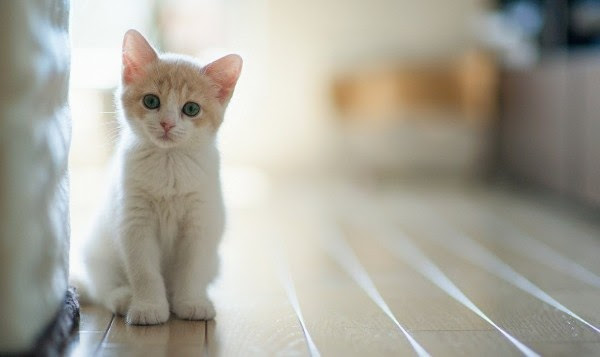 これまでで最高の壁紙 猫の画像 最高の花の画像