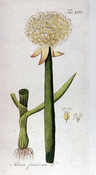 File:Allium fistulosum Ypey26.jpg