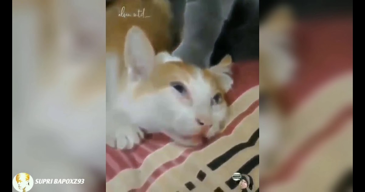 Download Stori Wa Lucu 30Detik / Story Wa Lucu😂😂😂😂 ||Viral - YouTube / Stori wa lucu manggarai by
