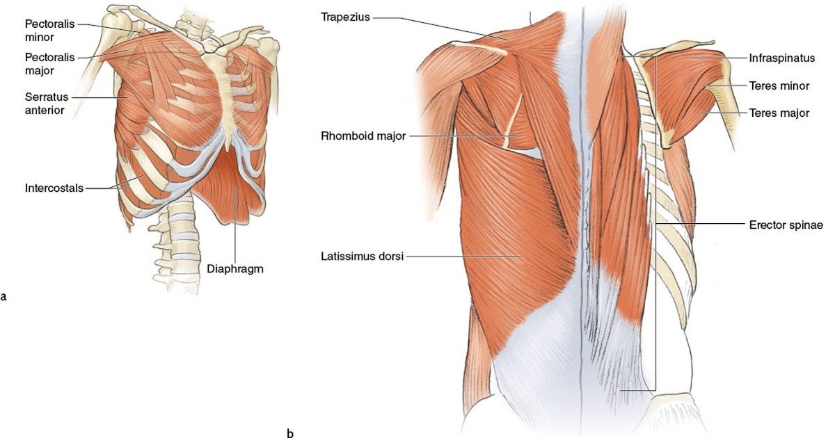 Anono My Of Upper Body : Upper Body Anatomy Side By Vydos On Deviantart Body Anatomy Anatomy ...