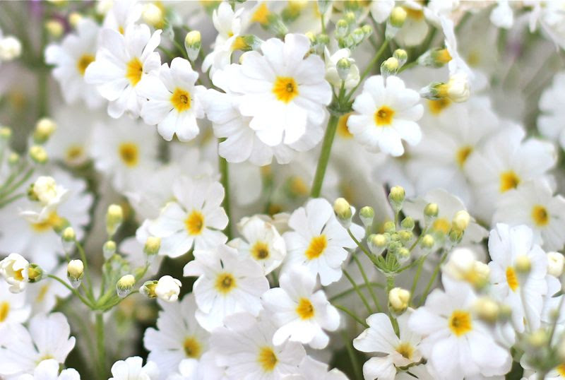 すべての花の画像 ラブリープリムラ 白 花