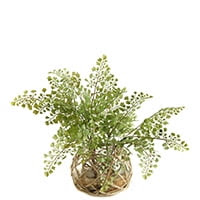Flat iron fern in glass bowl with seagrass netting