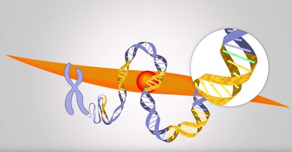 Illustration of plasmodium parasite chromosome with unraveling genetic sequence.