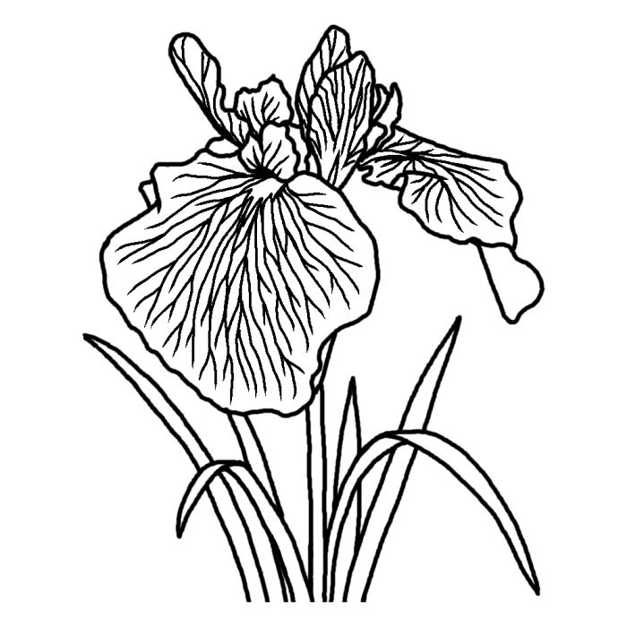 トップ1006月 花 イラスト 最高の花の画像