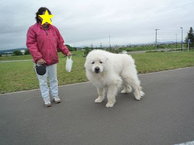 Freemuryovxv47h 最も人気のある 白い でかい 犬 白い でかい 犬