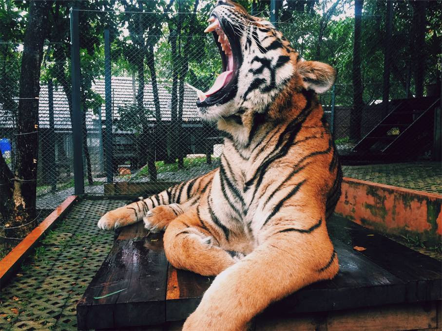 動物画像無料 これまでで最高の虎 かっこいい 画像