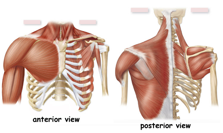 1 labeled torso model muscles 2 temporalis buccinator depressor anguli oris 3 corrugatorsupercilli temporalis levatorlabiisuperioris orbicularis oris 4 splenius capitus sternocleidomastoid deltoid pectoralis major triceps brachii biceps brachii 22 unlabeled torso model muscles 23 (no. Barbeau Human Anatomy Lecture 205 Supplements Muscular System