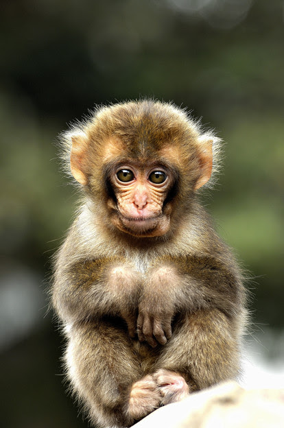 ユニーク猿 画像 可愛い 最高の動物画像
