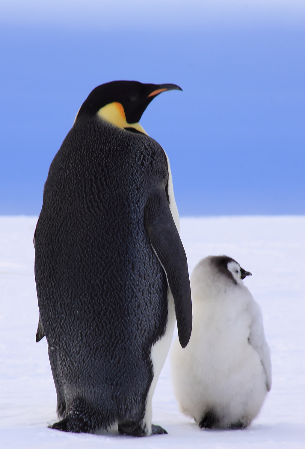 ベストペンギン 画像 フリー 最高の花の画像