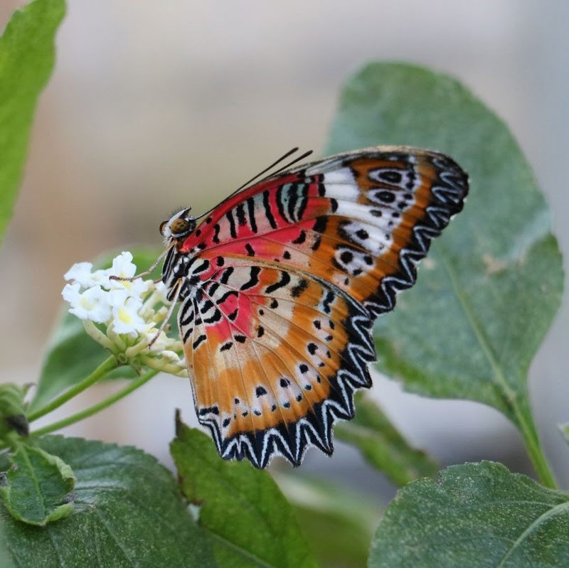 A Leopard lacewing butterfly perched on a small white flower.