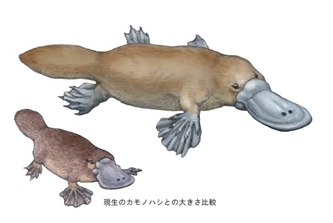 カモノハシ Platypus Japaneseclass Jp