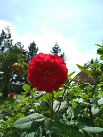 Menakjubkan 15 Gambar Bunga Dahlia Dari Atas Gambar 