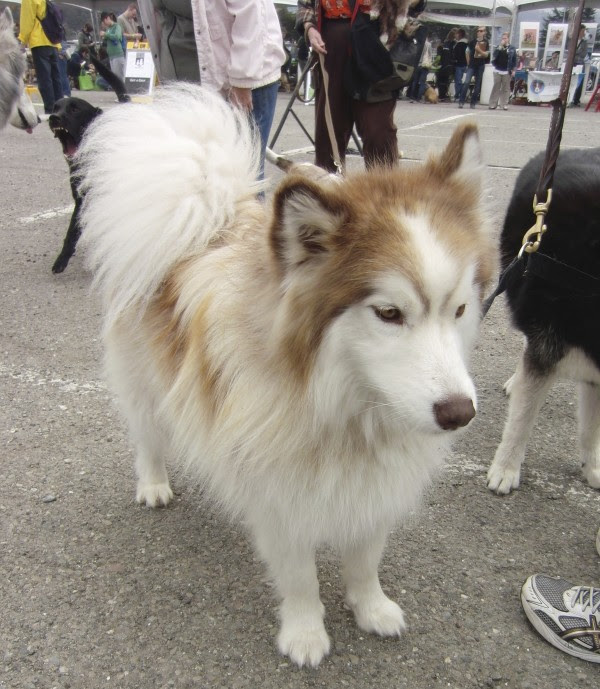 Shiba Inu German Shepherd Mix