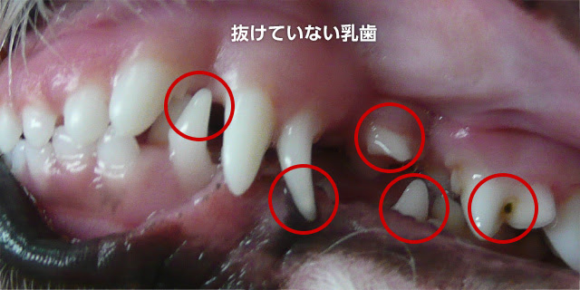 最も好ましい 乳歯 永久歯 見分け方 犬 トイ プードル 犬 乳歯 永久歯 見分け方