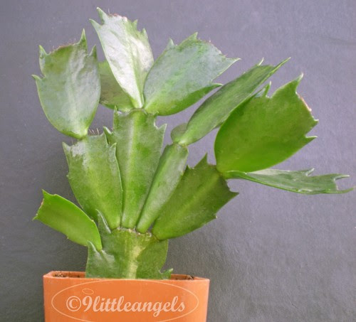 No sale is too large or small. Healthy Mystery Christmas Thanksgiving Cactus Schlumbergera Full Plant On Sale Cacti Succulents Plants Seeds Bulbs