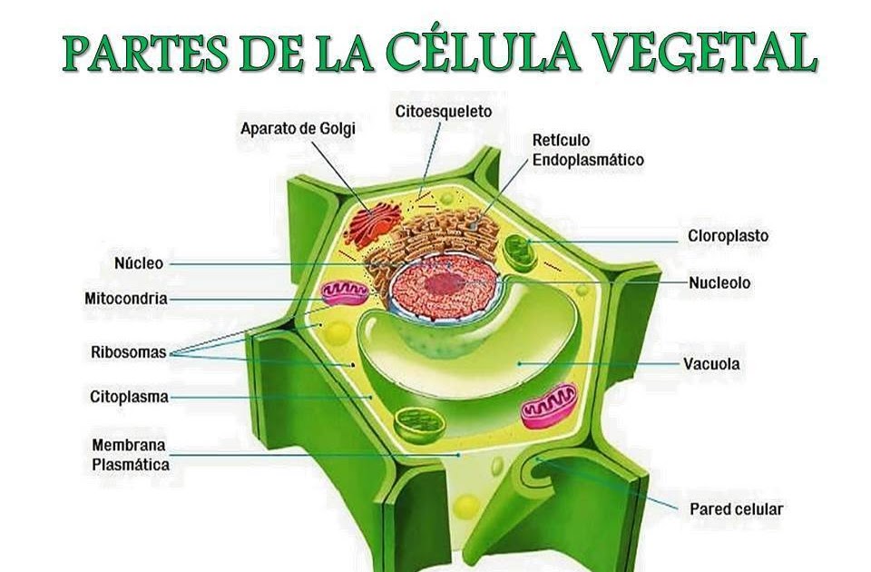 Celula Animal Y Vegetal Con Sus Partes Para Dibujar - Compartir Celular