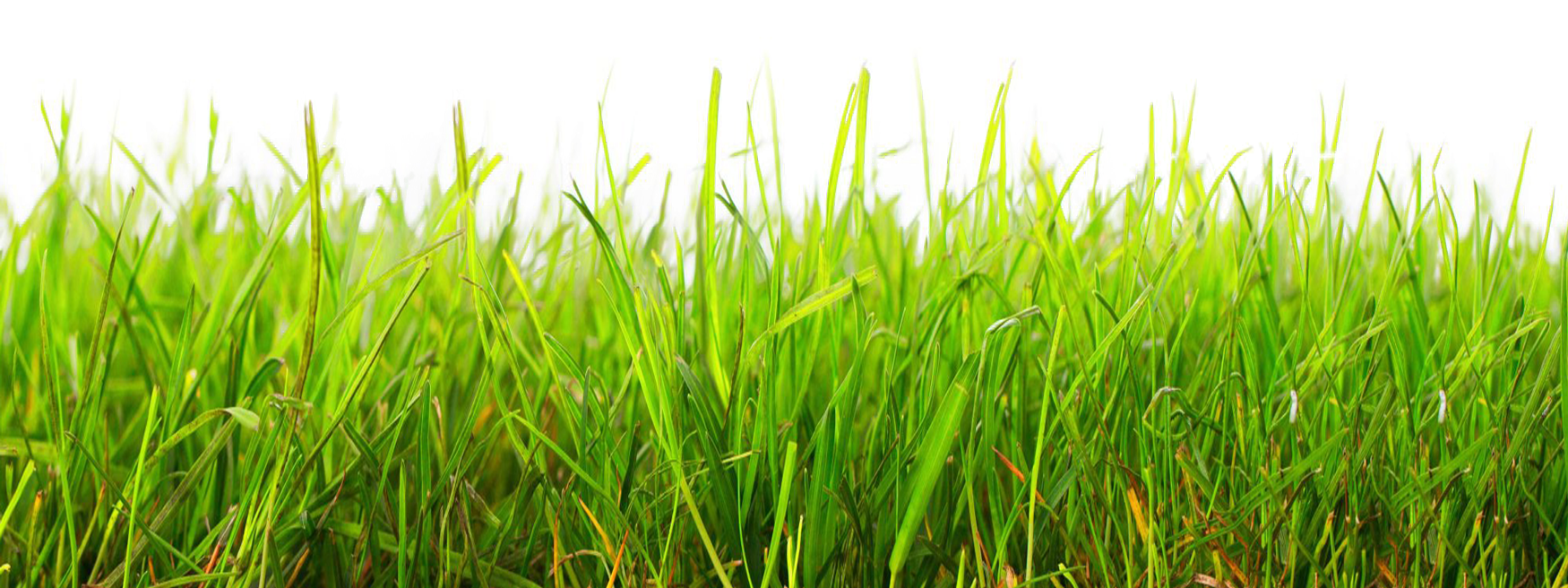Gambar Rumput  Format Png  Koleksi Gambar HD 