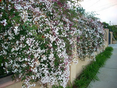 すべての美しい花の画像 無料ダウンロードジャスミン 花 時期