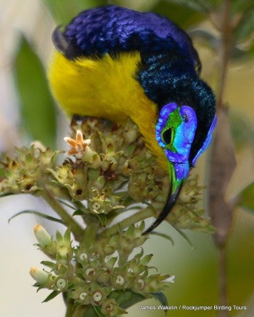 James Wakelin Yellow bellied sunbird asitya1