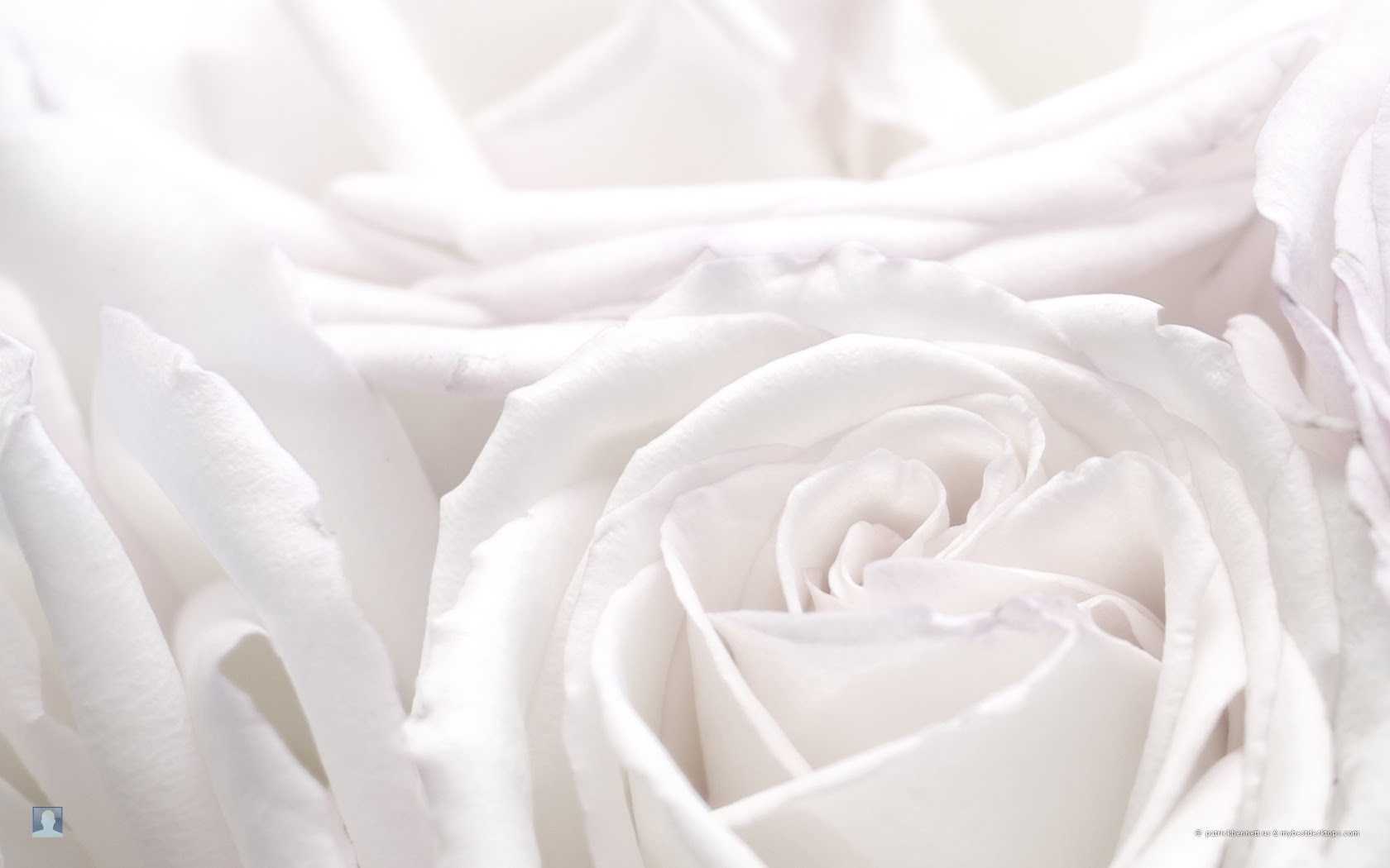 すべての美しい花の画像 トップ100壁紙 おしゃれ 白い 花