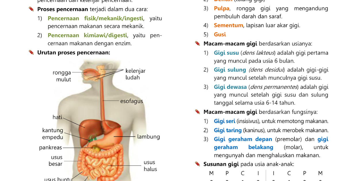 Struktur Sistem Pencernaan  Pada Manusia Berbagi Struktur