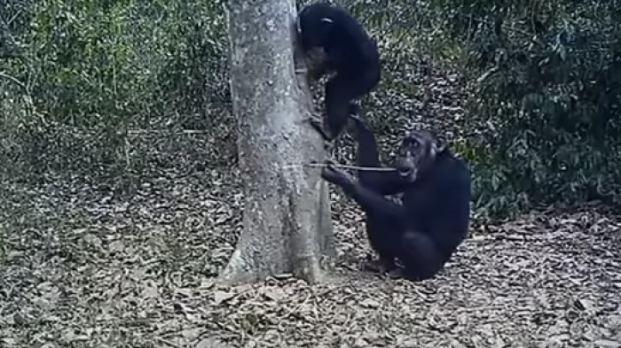Des chimpanzés qui se confectionnent des pailles 
