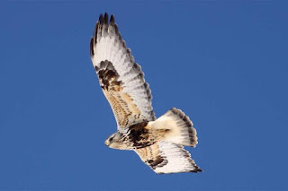 Rough-legged Hawk Spring Count March 2021 F Nicoletti