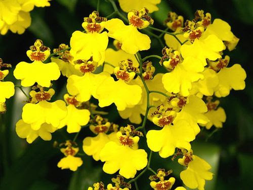 画像をダウンロード オンシジウム 花言葉 オンシジウム オブリザタム 花言葉