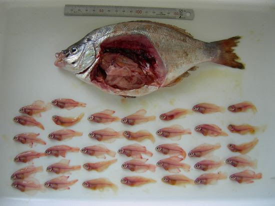 ベストウミタナゴ 子供 食べ方 かわいい子供たちの画像