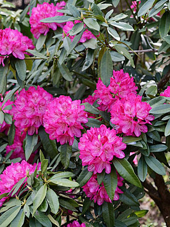 50 シャクナゲ 品種 最高の花の画像