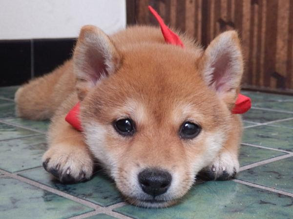 100 Epic Best豆柴 かわいい 画像 無料イラスト集