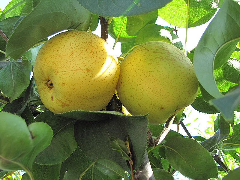 The shinko pear has an attractive smooth russet/orange skin. Shinseiki Asian Pear Pyrus Pyrifolia Shinseiki In Boston Hopkinton Chelmsford Hingham Middleborough Massachusetts Ma At Weston Nurseries