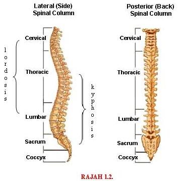 Rangka Manusia Tulang  Belakang 