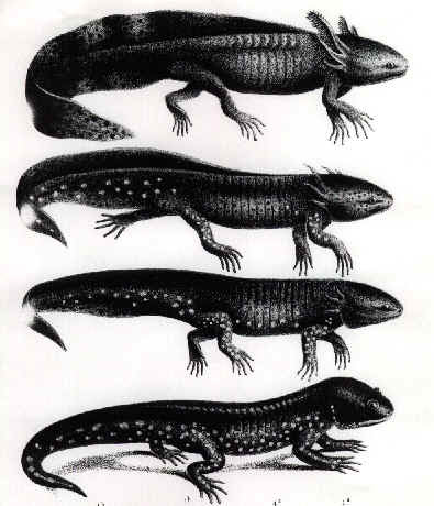 ここからダウンロード ウーパールーパー 成体 画像 最高の画像画像