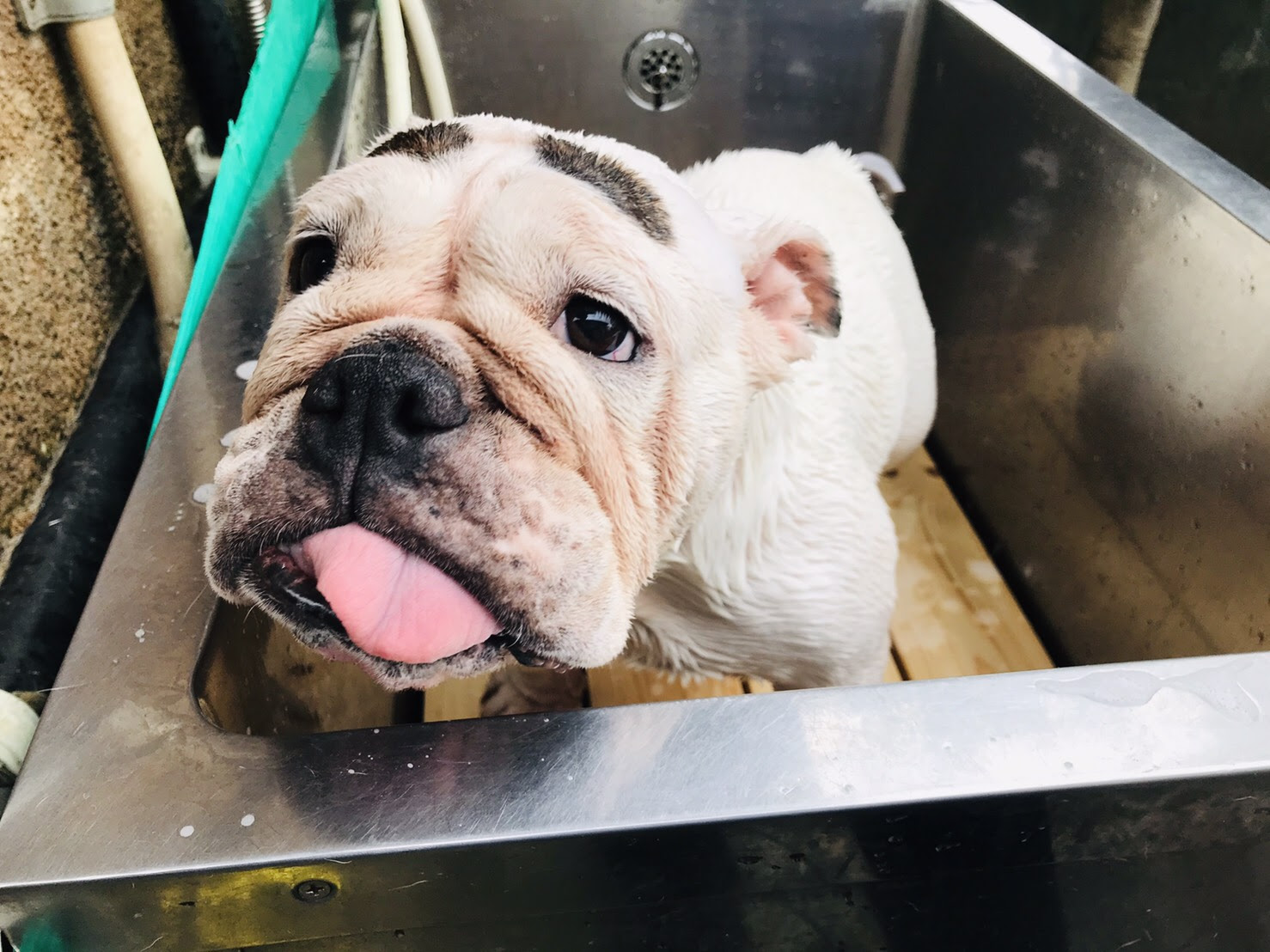 ベストコレクション 永谷園 Cm 犬 眉毛 2187 永谷園 Cm 犬 眉毛 本物 Wolusongojp