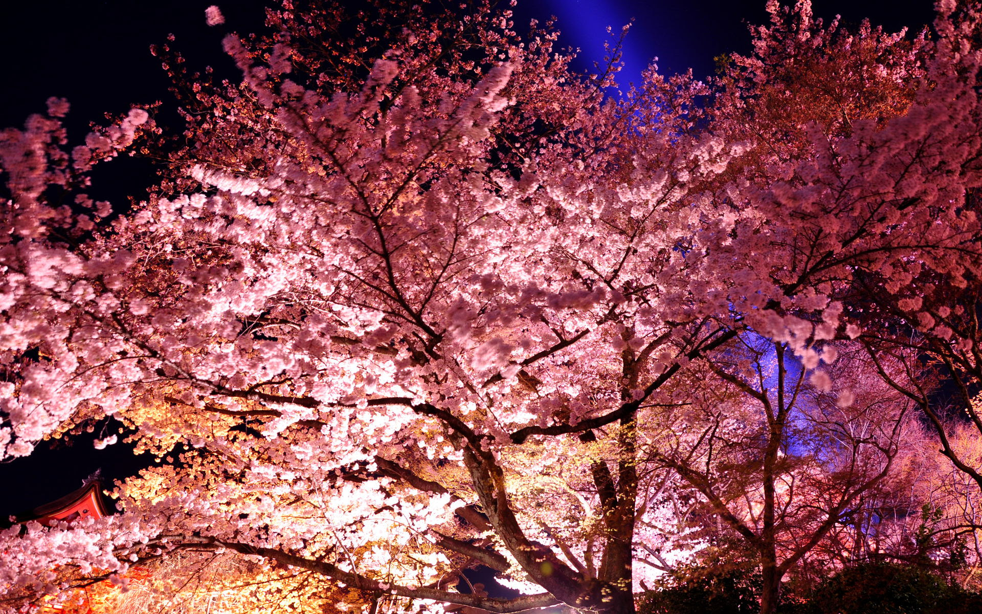 最新夜桜 壁紙 高画質 最高の花の画像