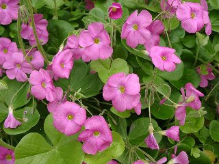 トップ100ピンク 雑草 最高の花の画像