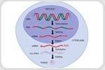 A Guide to Understanding Gene Expression