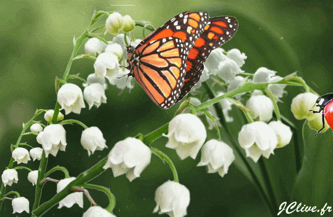 Joyeux 1er mai cette petite coccinelle portera chance au destinataire de cette carte ornée de muguet. Coccinelle Muguet Et Papillon