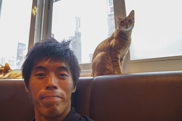 猫 カフェ 1 人 100 で最高の画像